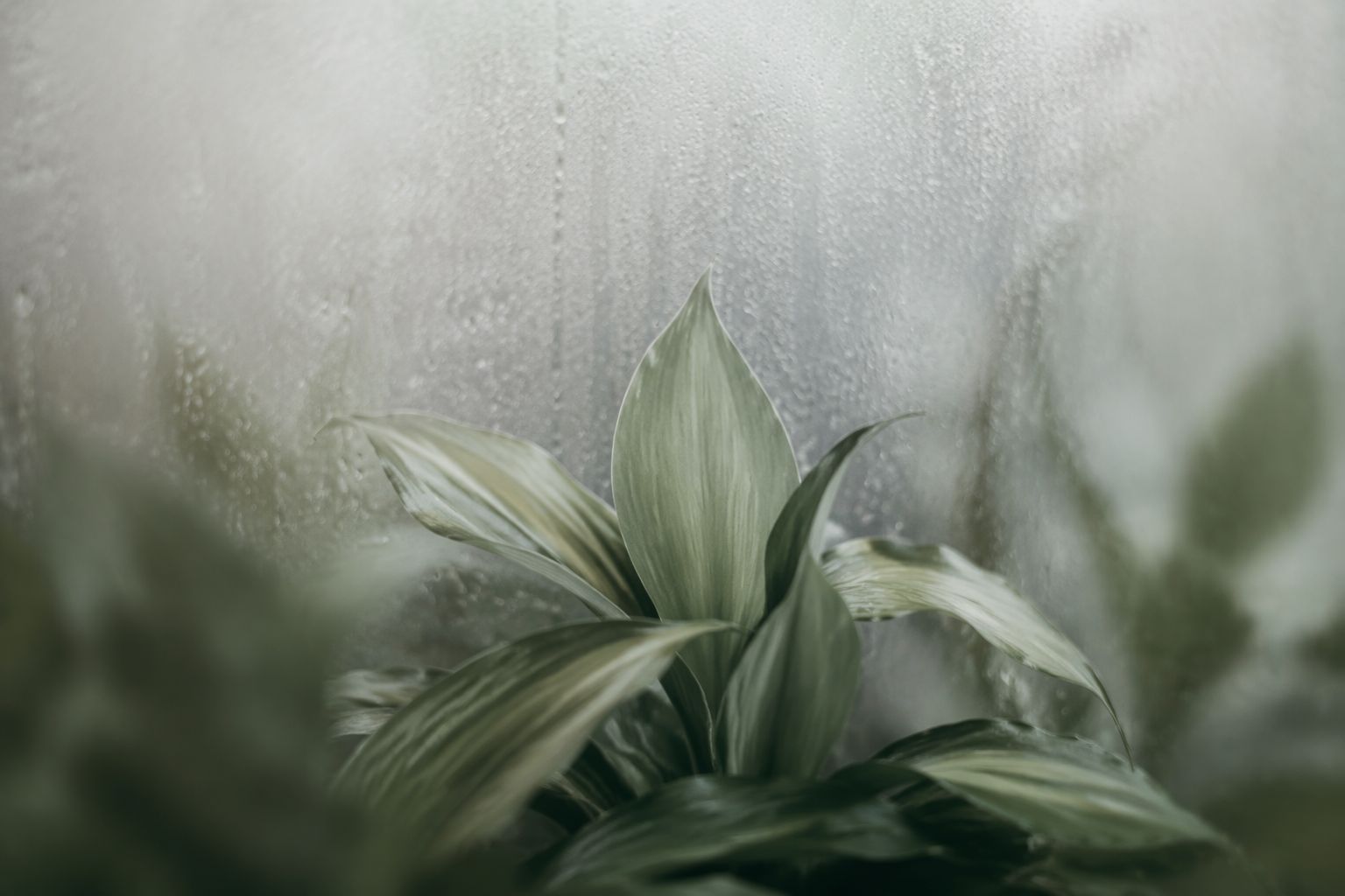 Daylight falling through misted glass onto layered leaves