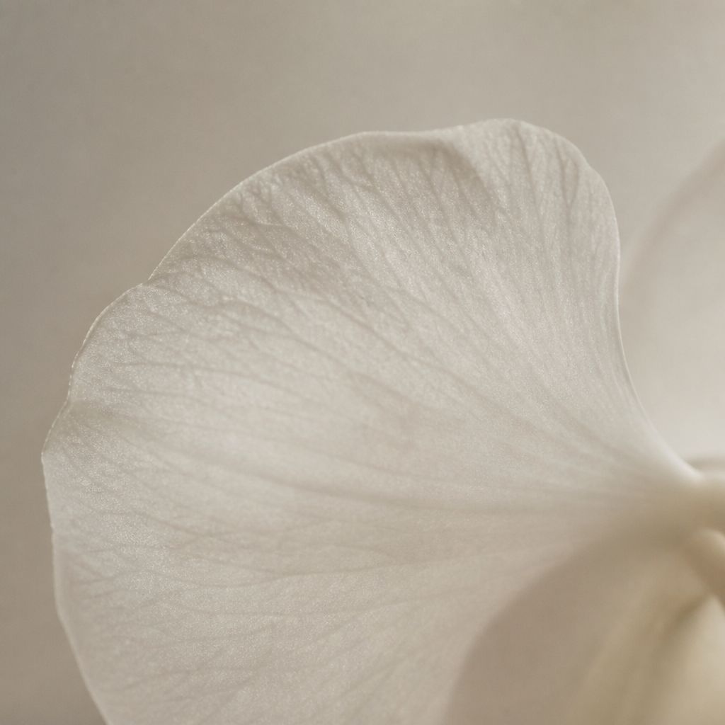 A single translucent orchid petal in backlight