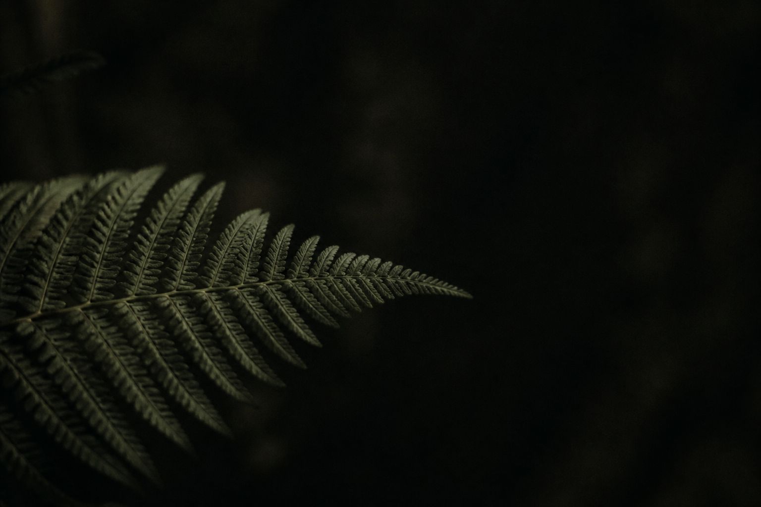 A single fern frond against deep shadow