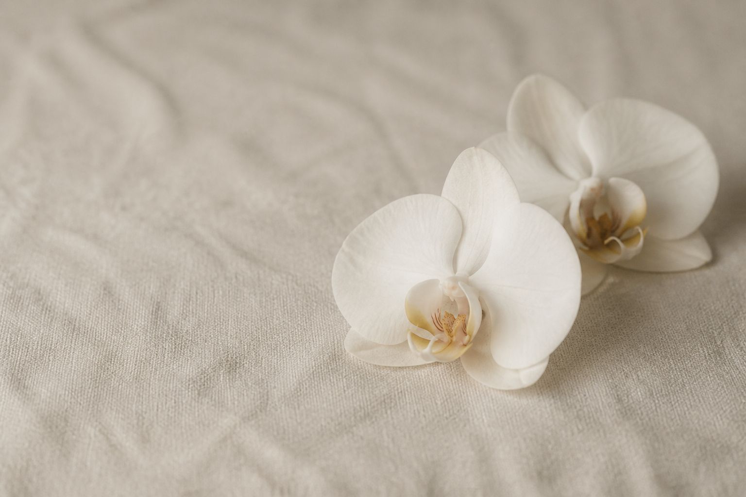 Two white orchid blooms on pale linen