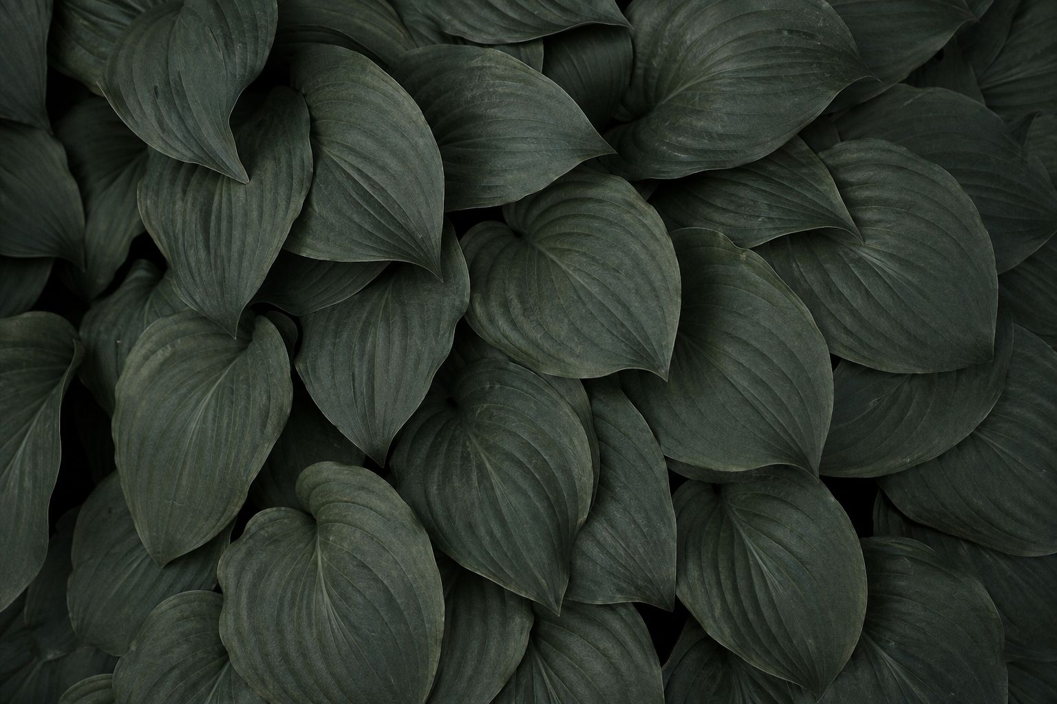 Dense layered hosta leaves in low overcast light