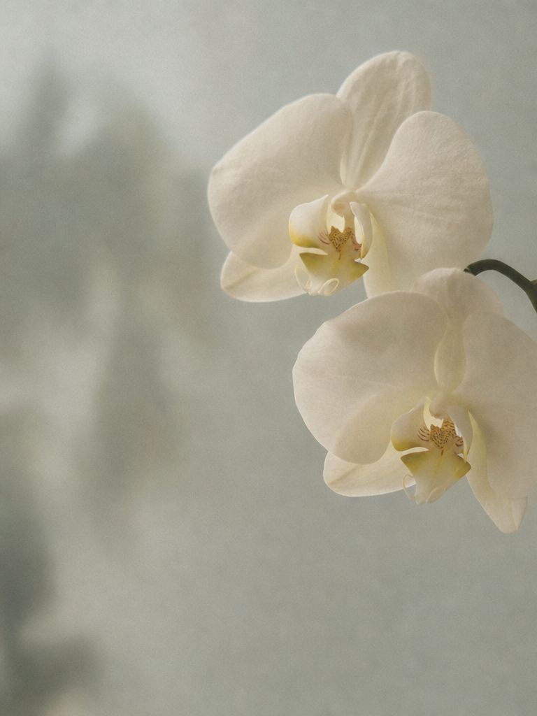 A white phalaenopsis orchid in soft diffused light